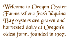 oregon oysters, fresh oysters, pacific oysters, oysters, smoked oysters, clams, fresh clams, steamer clams, kumo oysters, kumumoto oysters, raw oysters